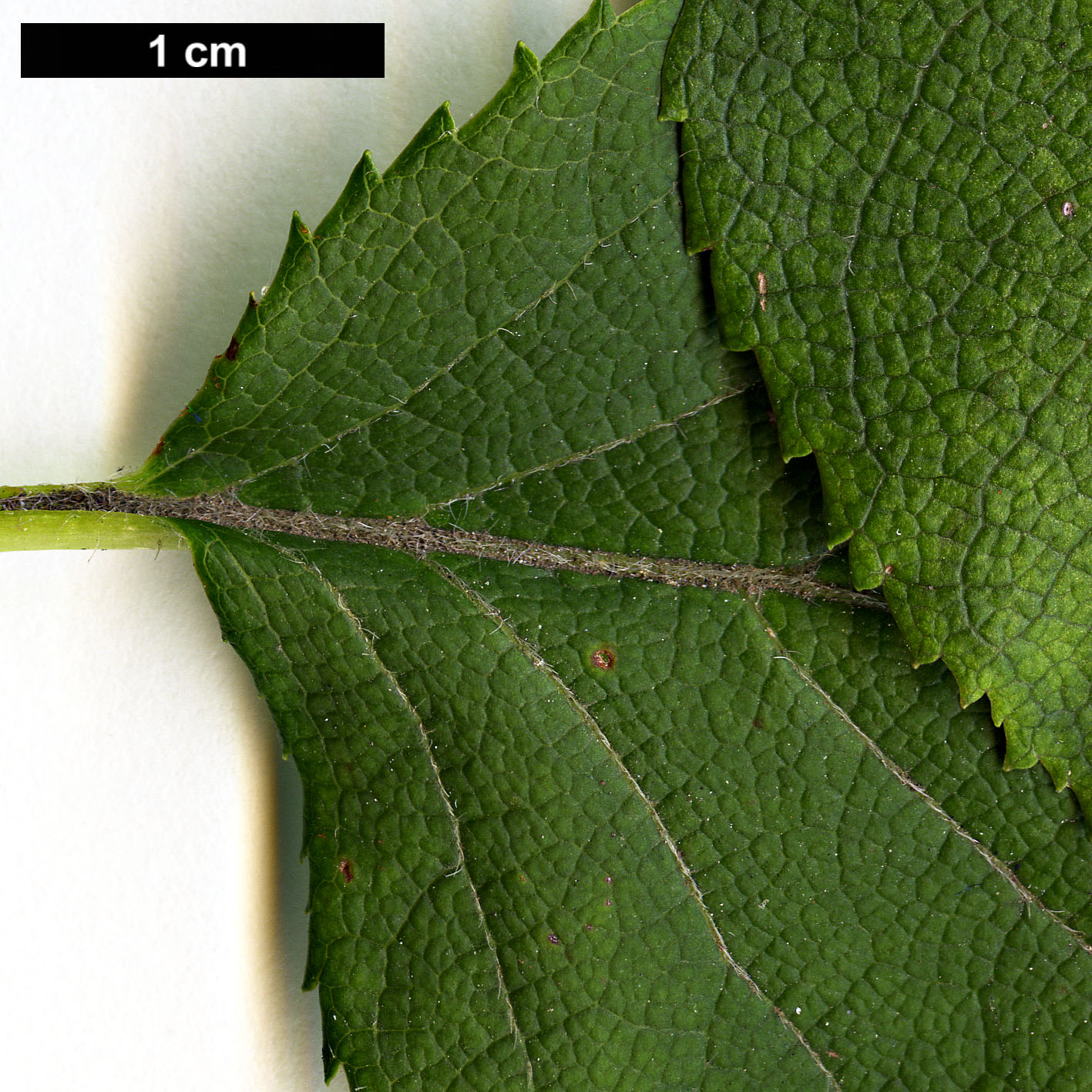 High resolution image: Family: Hydrangeaceae - Genus: Hydrangea - Taxon: anomala - SpeciesSub: subsp. petiolaris